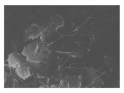 KEK Amsterdam Black & White Flowers Behang 9 KEK Amsterdam Black & White Flowers Behang -Kwaliteitsmeubelwinkel kek amsterdam black white flowers behang 4